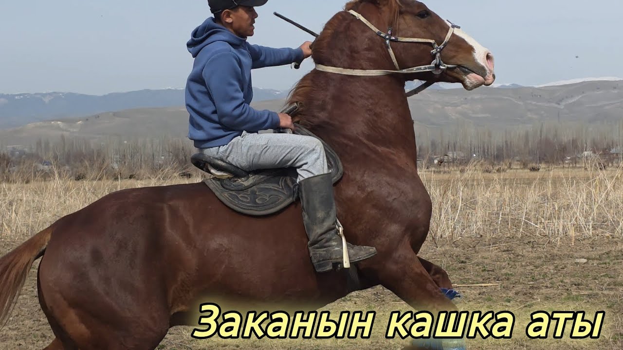 КАШКА АТ ДЕП ЧАБЫЛАТ💥 ЗАКАДА МЫКТЫ АТ