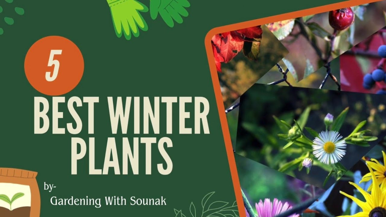 Top 5 Best Winter Flower Plants | Easy to Grow Winter Bloomers