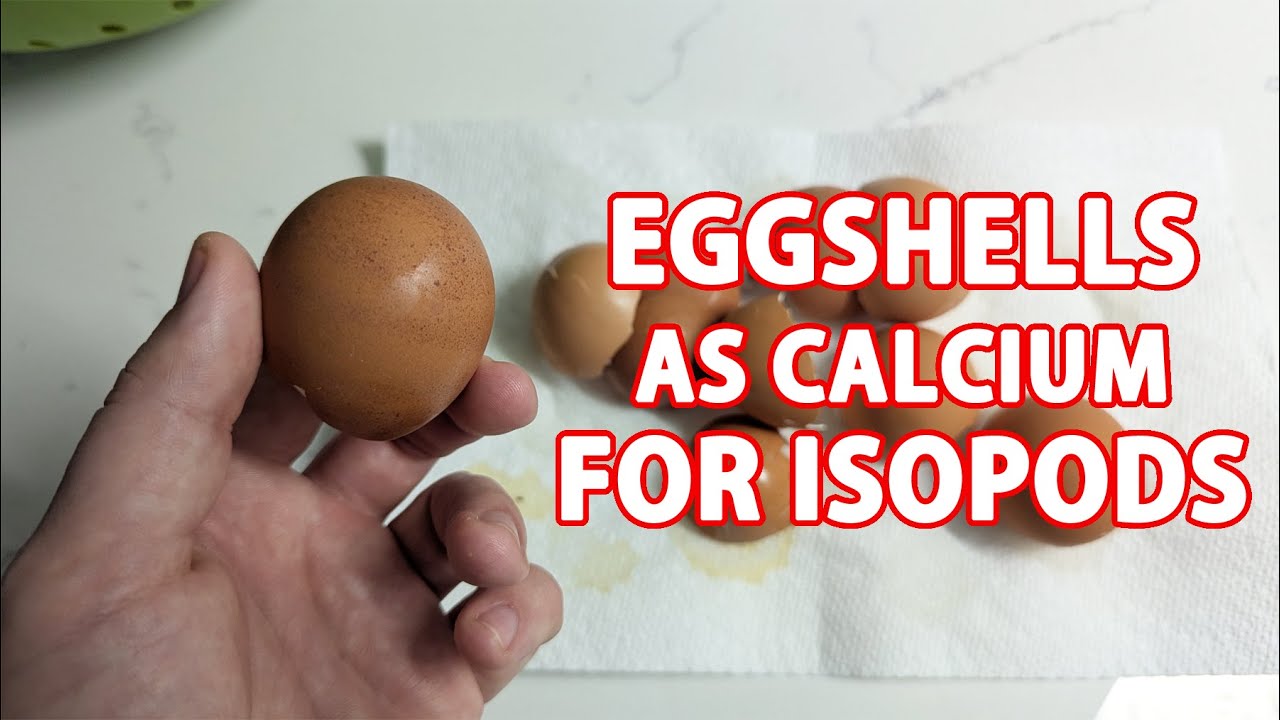 I Started Using Eggshells As Calcium For Isopods, Here's How!