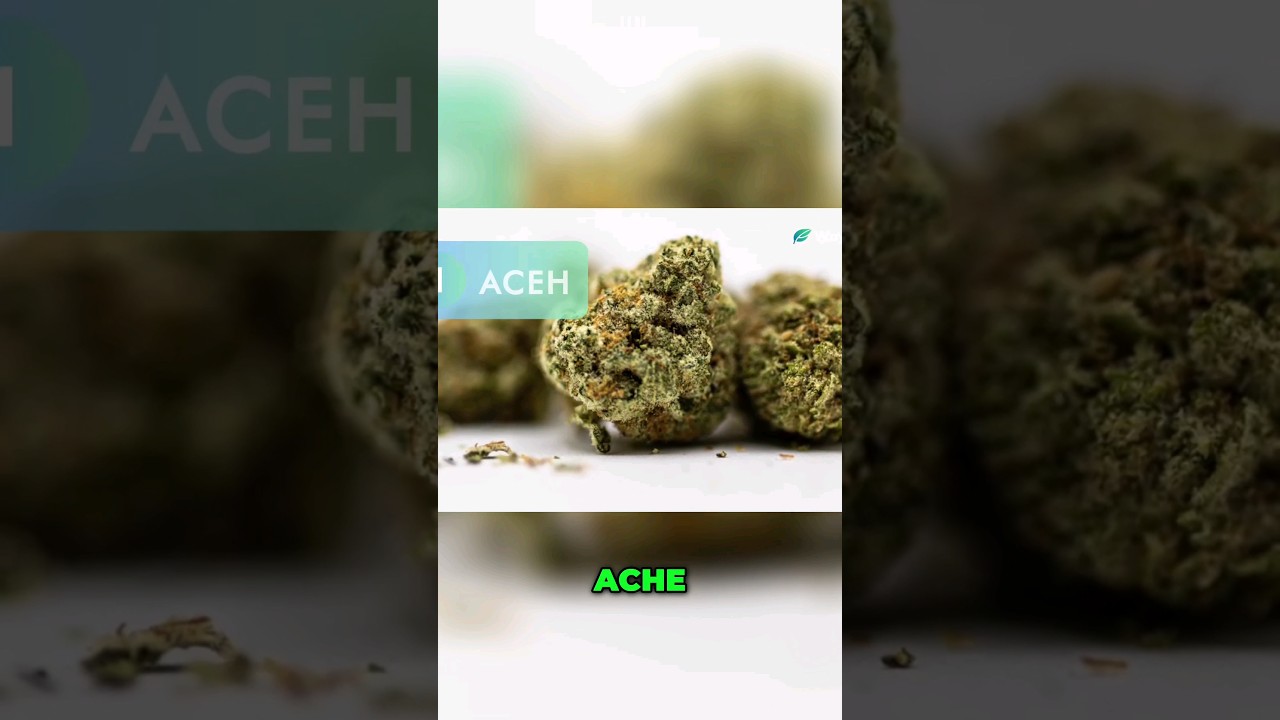 @WorldWeedWonders| Aceh Cannabis: The Elusive Sativa from Indonesia