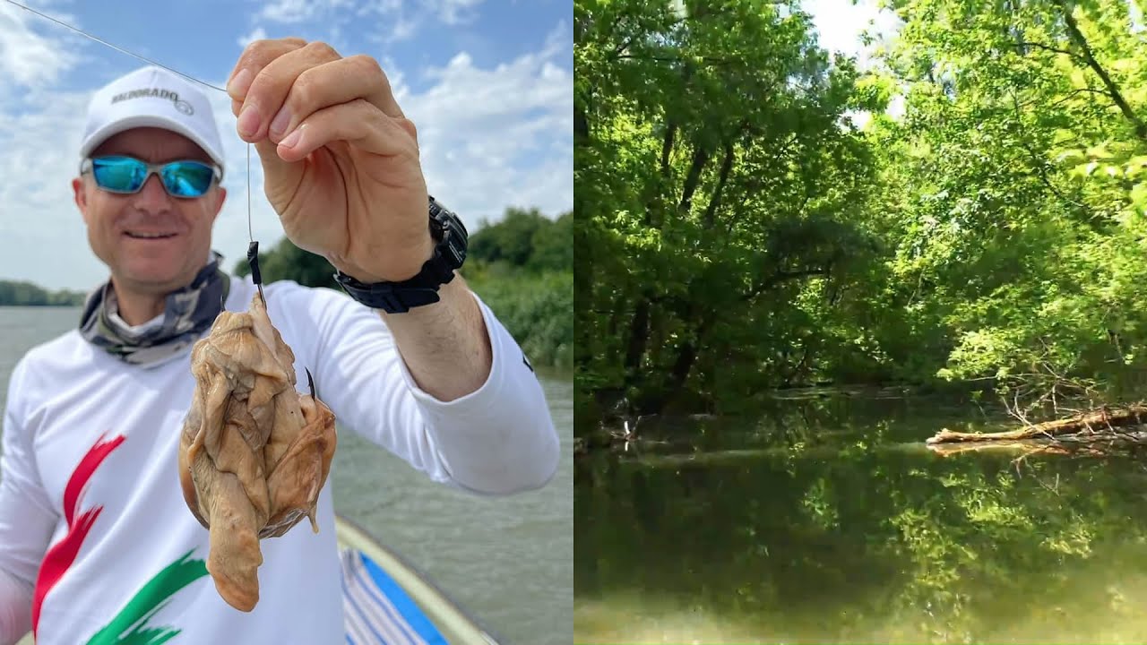 Feeder prútom na kapry a sumce na divokých vodách