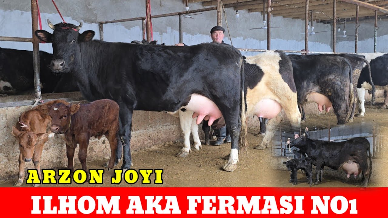 ILHOM AKA FERMASI 7 mln Arzoniga Sigirlarni Zo'rlari SUTDOR SER SUT SIGIRLAR Sotiladi