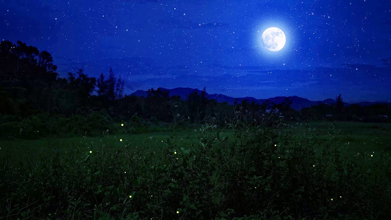 Summer Night Ambience, Nature Sounds of Cricket, Cicadas on a Through Grass at Night