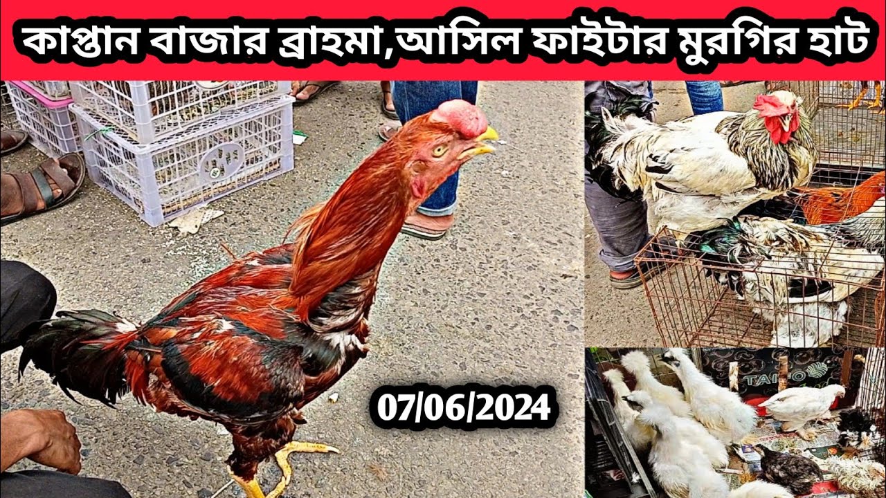 07/06/2024 কাপ্তান বাজার ব্রাহমা,আসিল ফাইটার মুরগির হাট। ব্রাহমা মুরগির বাচ্চা কিনুন। Chicken price