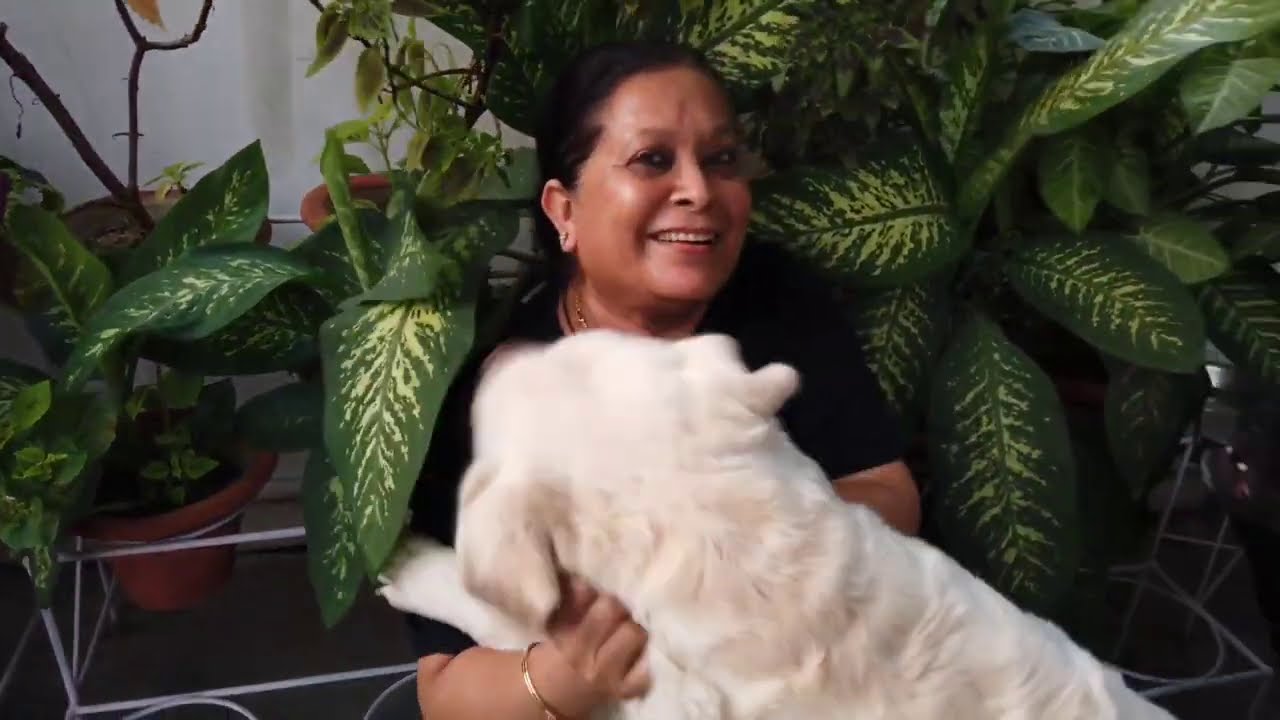 Enakshi's Labrador Retriever Kennel | Dog Kennel In Lucknow | Labrador Standard |  Scoobers