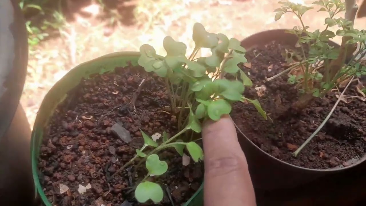 Plantei   couve  agrião  e comprei  um pé de pimenta malagueta...