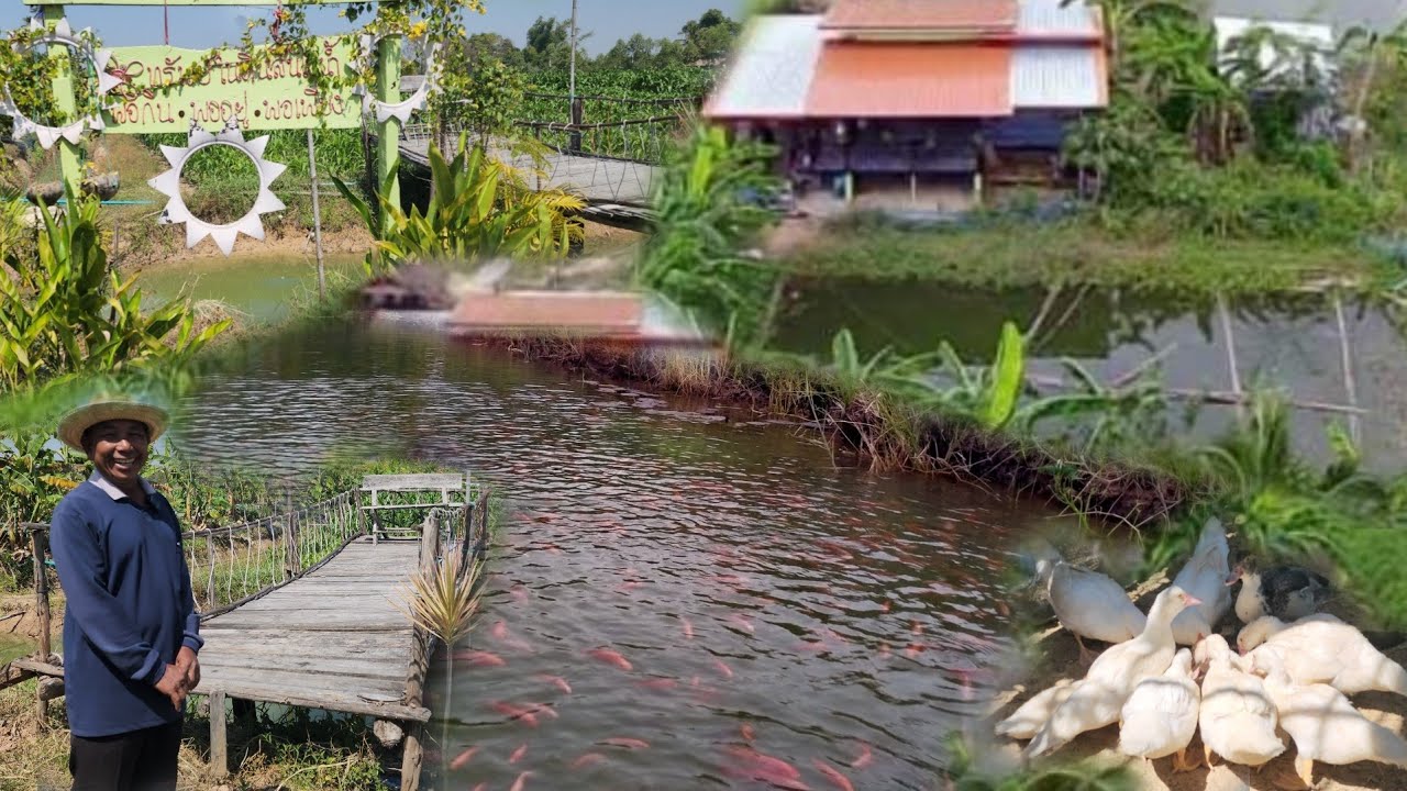 ตกงานจากเมืองกรุง... สู่วิถีพอเพียง!! สร้างรายได้วันละ​500฿ อยู่ได้สบาย!!สวนหลังบ้านของพ่อ สุดยอดมาก
