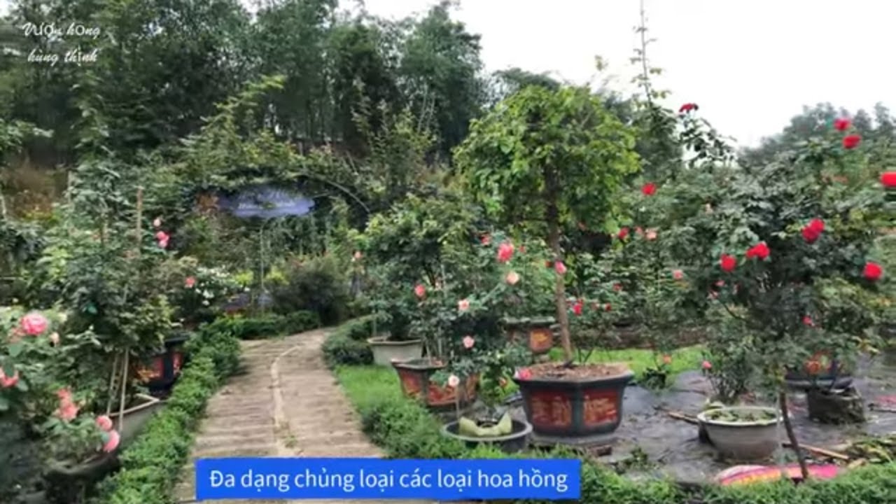 Vườn hoa hồng ngoại I Hoa hồng cổ đang khỏe sắc rực rỡ rất đẹp