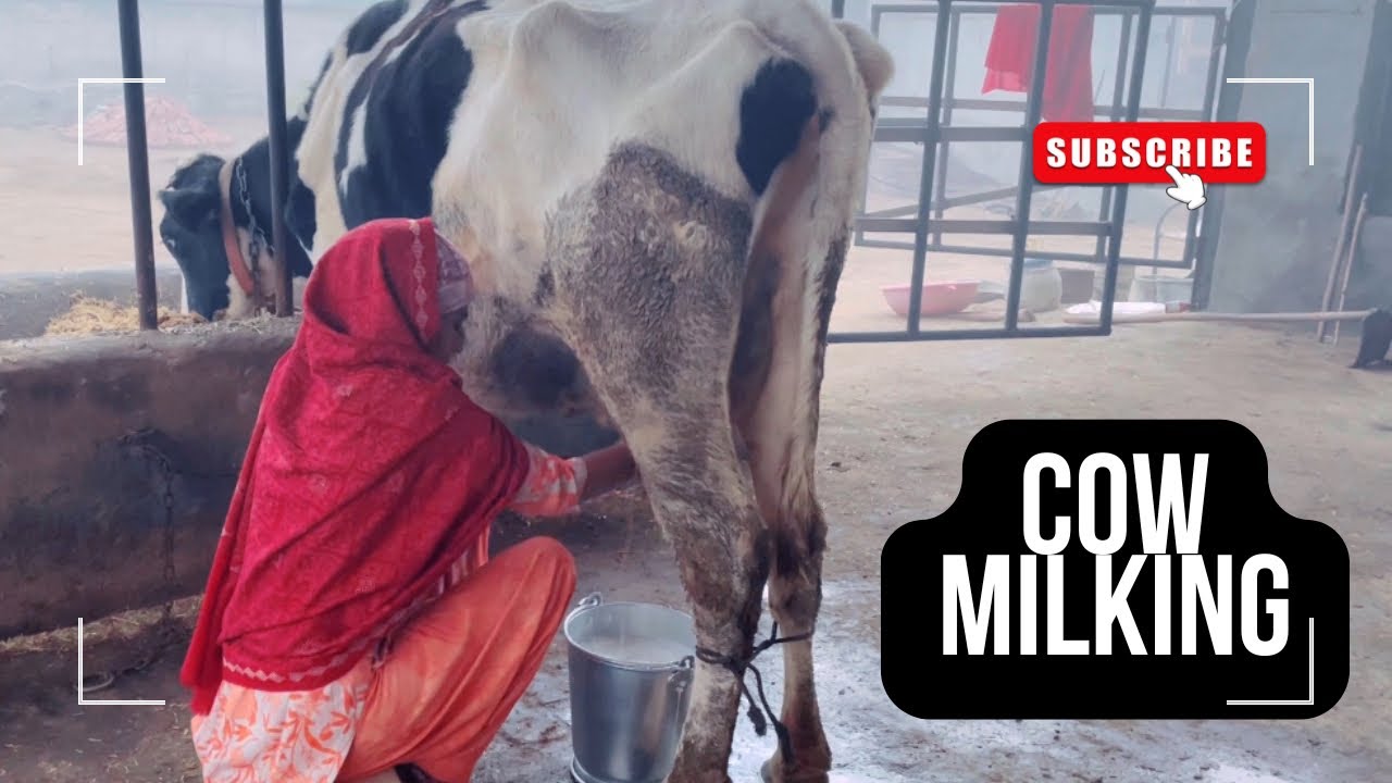 Cow Milking By Punjabi Girl | Villagerfam 