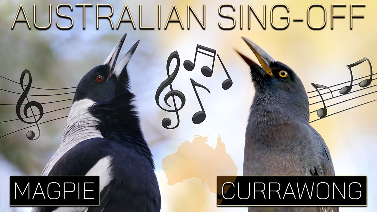 Australian Magpie Vs. Currawong: Ultimate Songbird Battle
