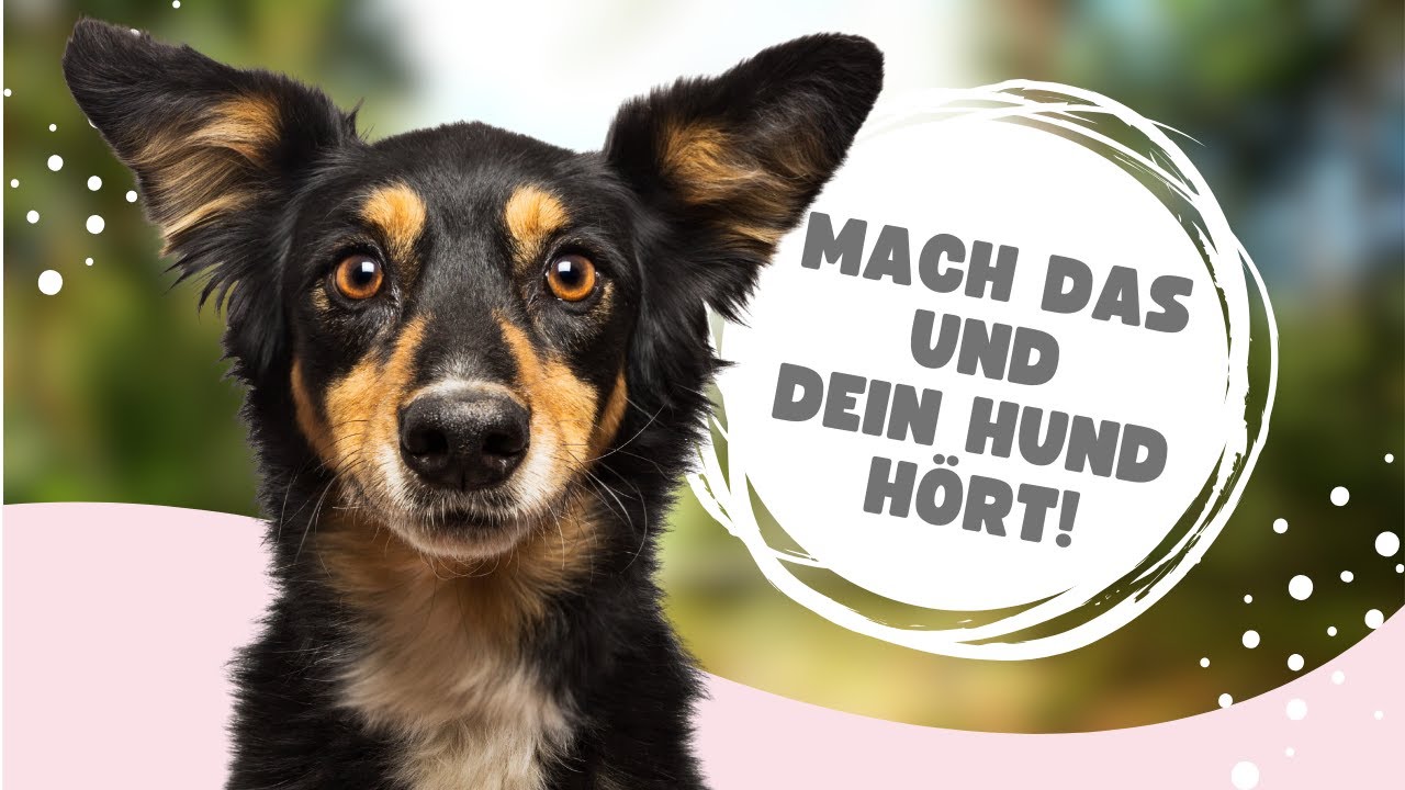 Mit diesen 4 Tipps hört dein Hund endlich auf dich!