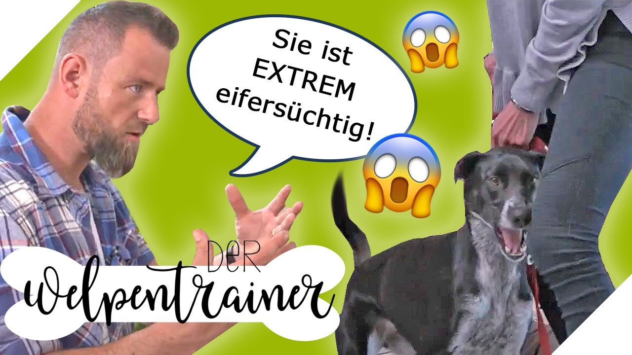 Eifersüchtig & impulsiv: Wie helfe ich meinem Vierbeiner? | Der Welpentrainer | sixx