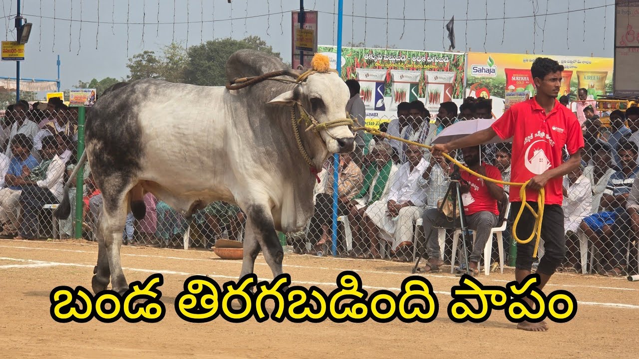 రెంటచింతల సీనియర్స్ 5జత. PVSR Bulls.పావులూరి వీరాస్వామి చౌదరి గారి గిత్తలు