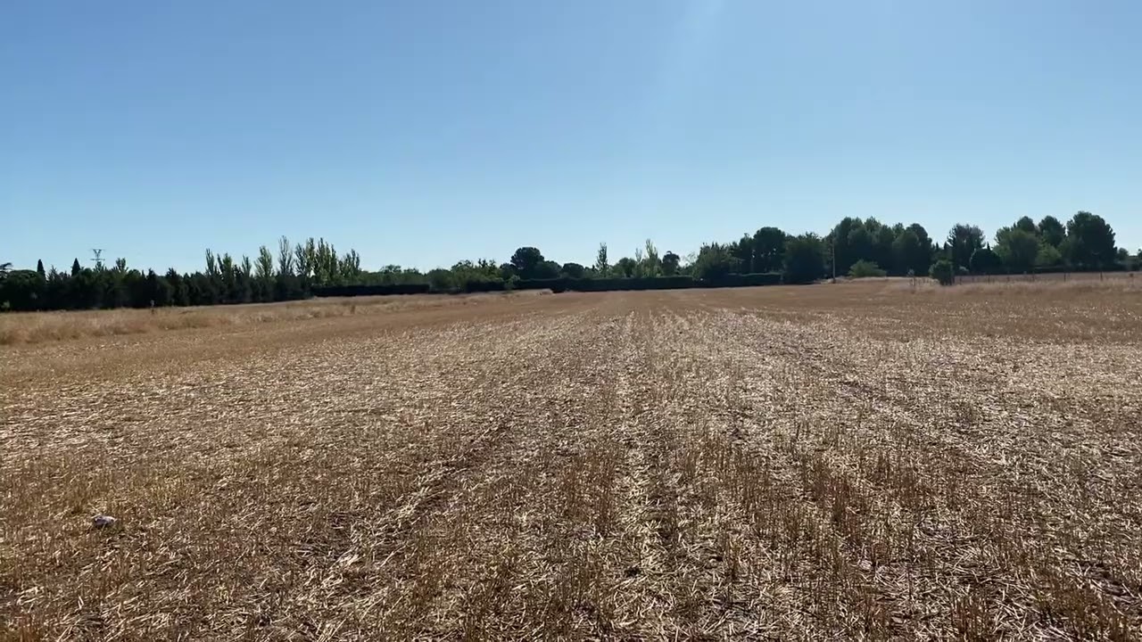 Adiestramiento Campo y Agua-Solms: Rastros III Búsqueda y Cobro sentado