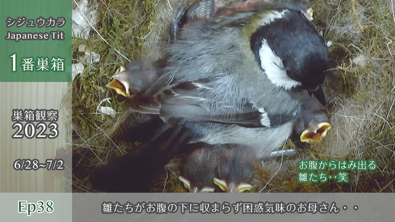 【巣箱観察2023 ep38】シジュウカラのお母さん、雛がお腹の下にどうしても収まらず困惑する・・笑（6/27〜7/2）