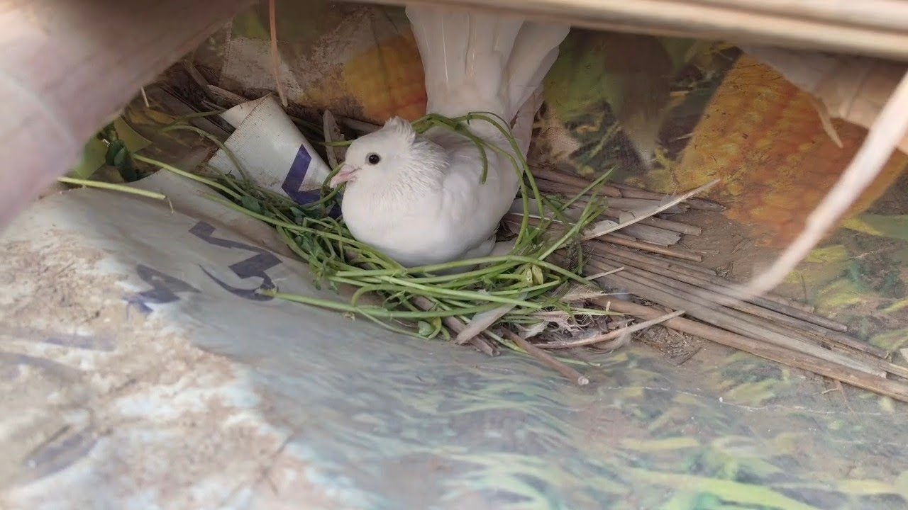 Pigeon nesting 🪹 | vlog | Shehzad Rasool | Birds | Mini Zoo |