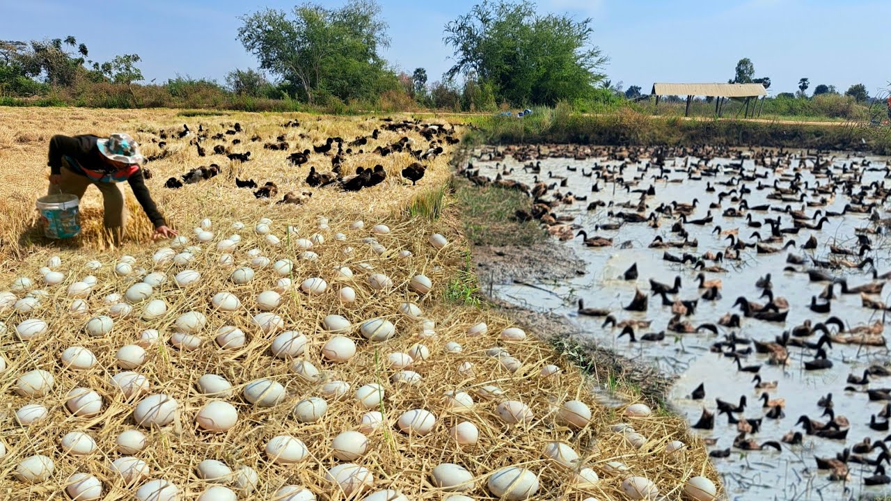 BEST amazing! harvest duck eggs - pick a lots of duck eggs under straw by best hand