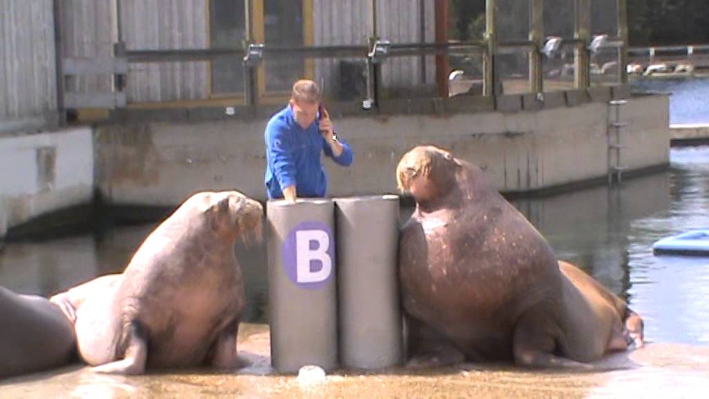 Walrus Show (Full Show) | Dolfinarium Harderwijk 2015