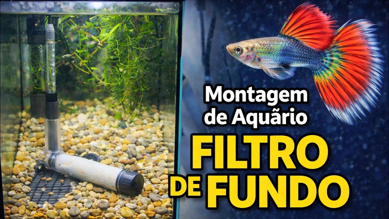 Montagem de aquário com filtro biológico de fundo para guppies