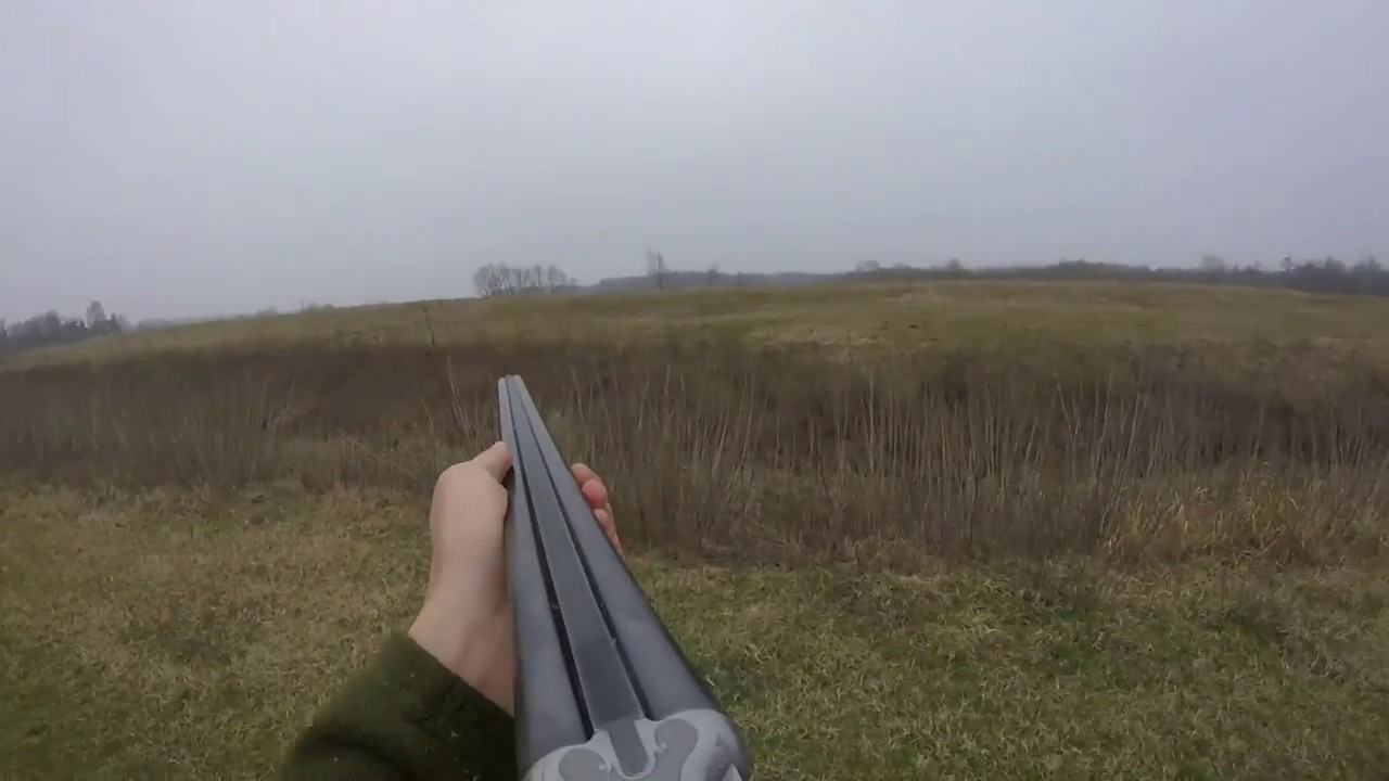 Pheasant hunting with Weimaraner - lov fazana - chasse au faisan