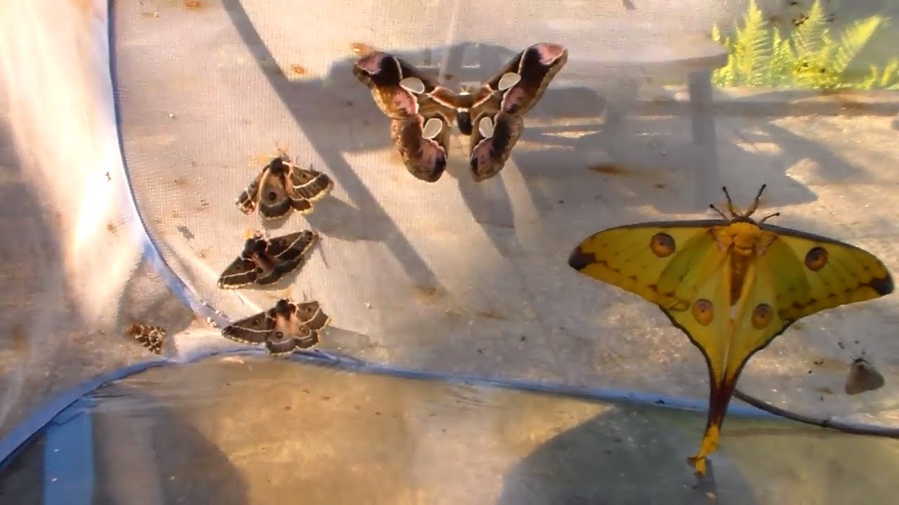 Giant MOTH Showcase: My Pets