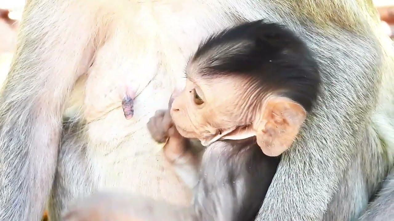 Tiny Baby Monkey Takes First Steps | So Adorable 😍