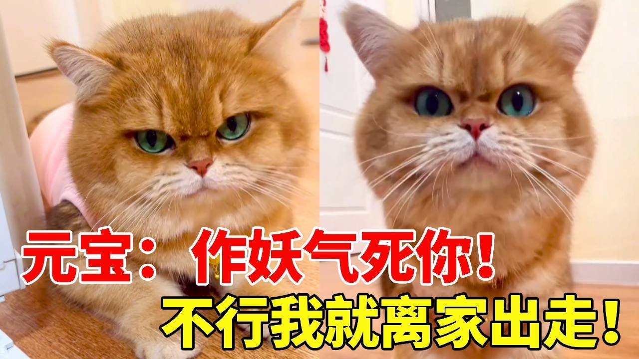 元宝：这家我是呆不下去了！作妖气死你！谁愿意要我我和谁走！