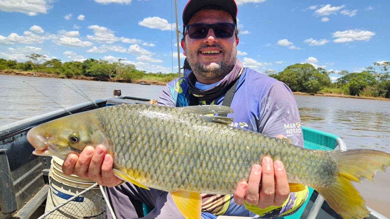 INCRÍVEL PRIMEIRA PESCARIA PIAPARA NO RIO PARDO DE 2025 EM JABORANDI SP