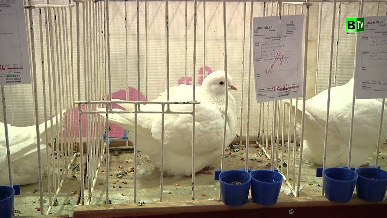 Mikulás hozta a galambokat az Ifjúsági Házba