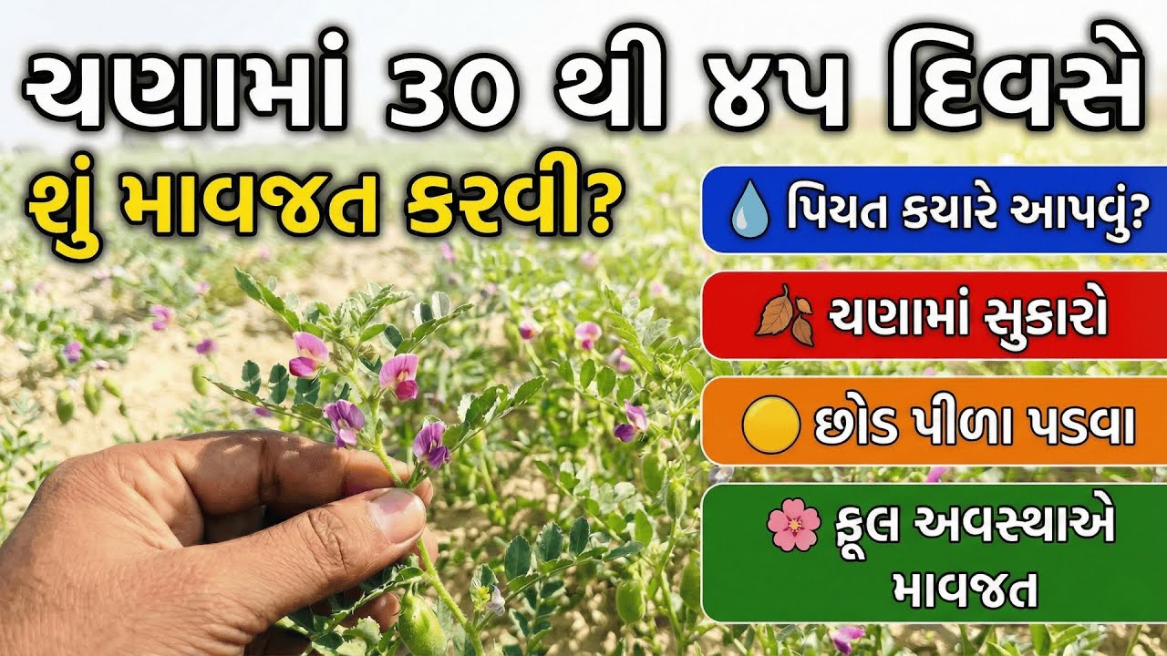 ચણામાં ૩૦-૪૫ દિવસે માવજત: પિયત, સુકારો, પીળાશ અને ફૂલ અવસ્થાની સંપૂર્ણ માહિતી | Chana Ni Kheti | ચણા