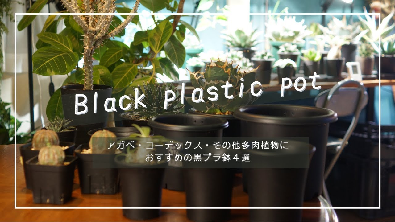 アガベ・コーデックス・その他多肉植物におすすめの黒プラ鉢4選