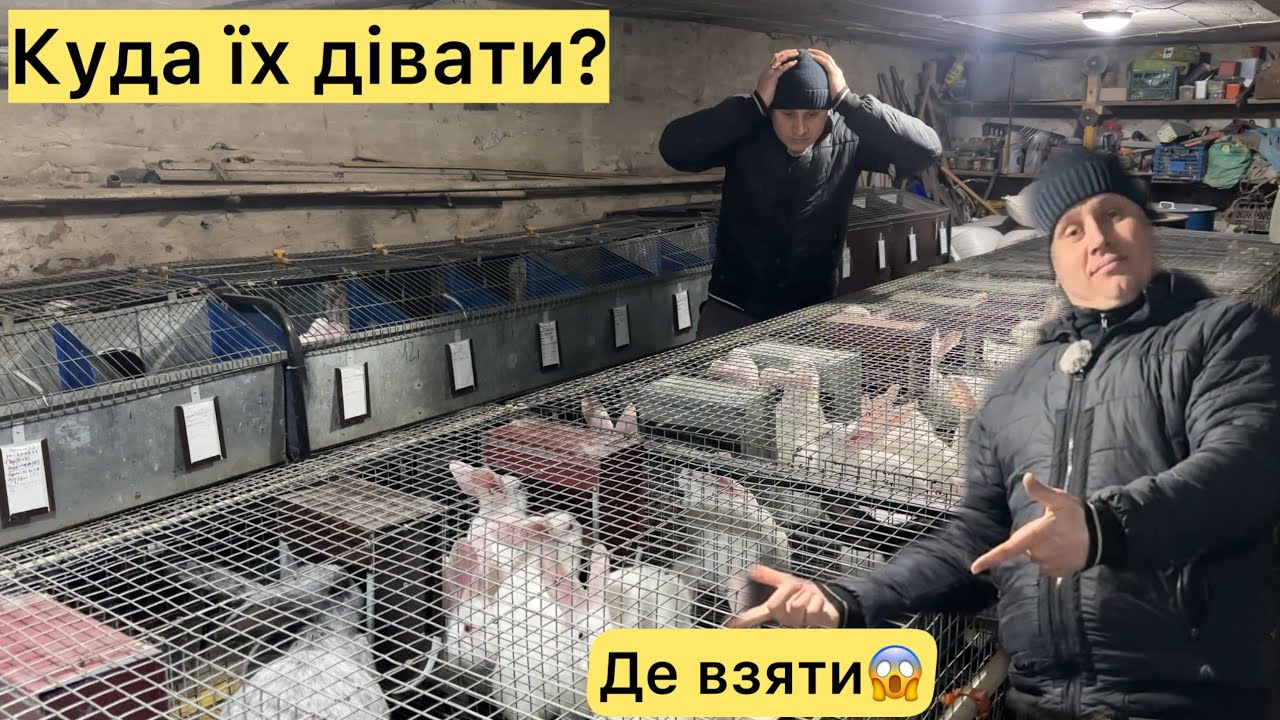 ВІЧНА ПРОБЛЕМА З КРОЛЯМИ!? ДЕ ВЗЯТИ ТА КУДИ ПОДІТИ?😱 КЛІЄНТИ ЧЕКАЮТЬ НА НЕЇ!