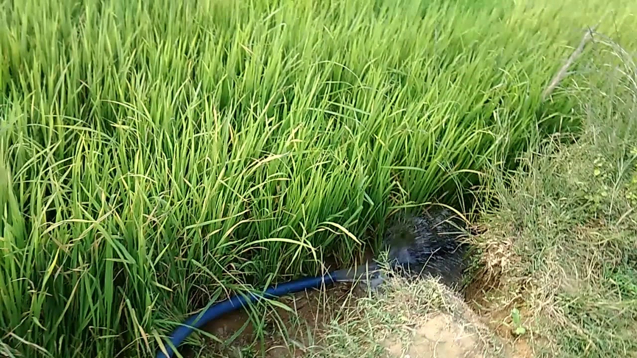 water scarcity in belpara block and town