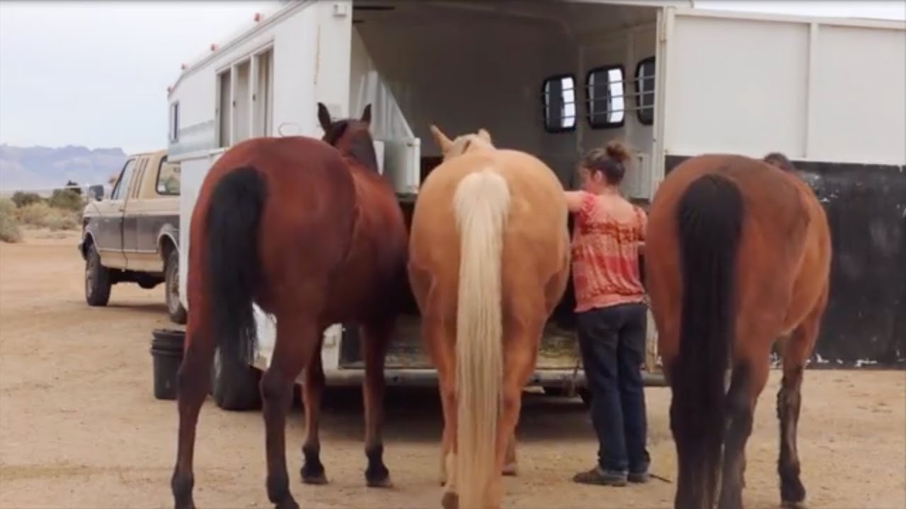 The Epic Journey ~ Fun HorseWomanship  3 horses, a trailer and 80 Seconds