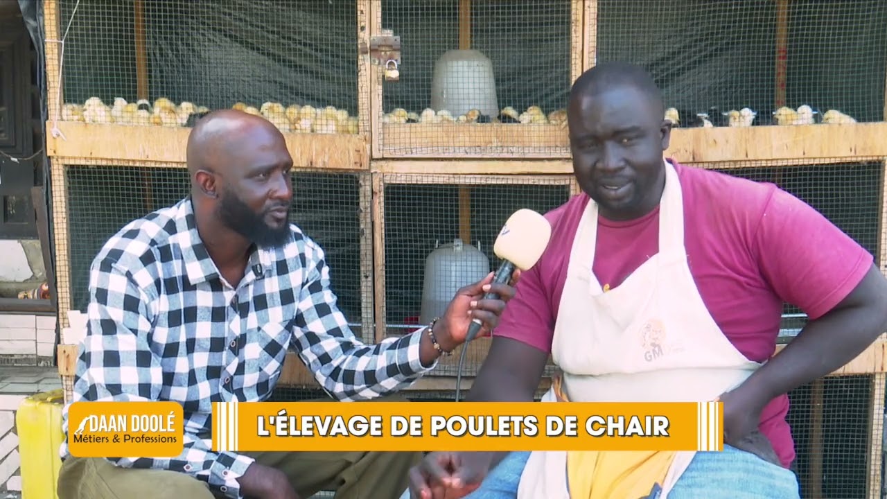 DAAN DOOLÉ ELEVAGE  DE POULETS DE CHAIR