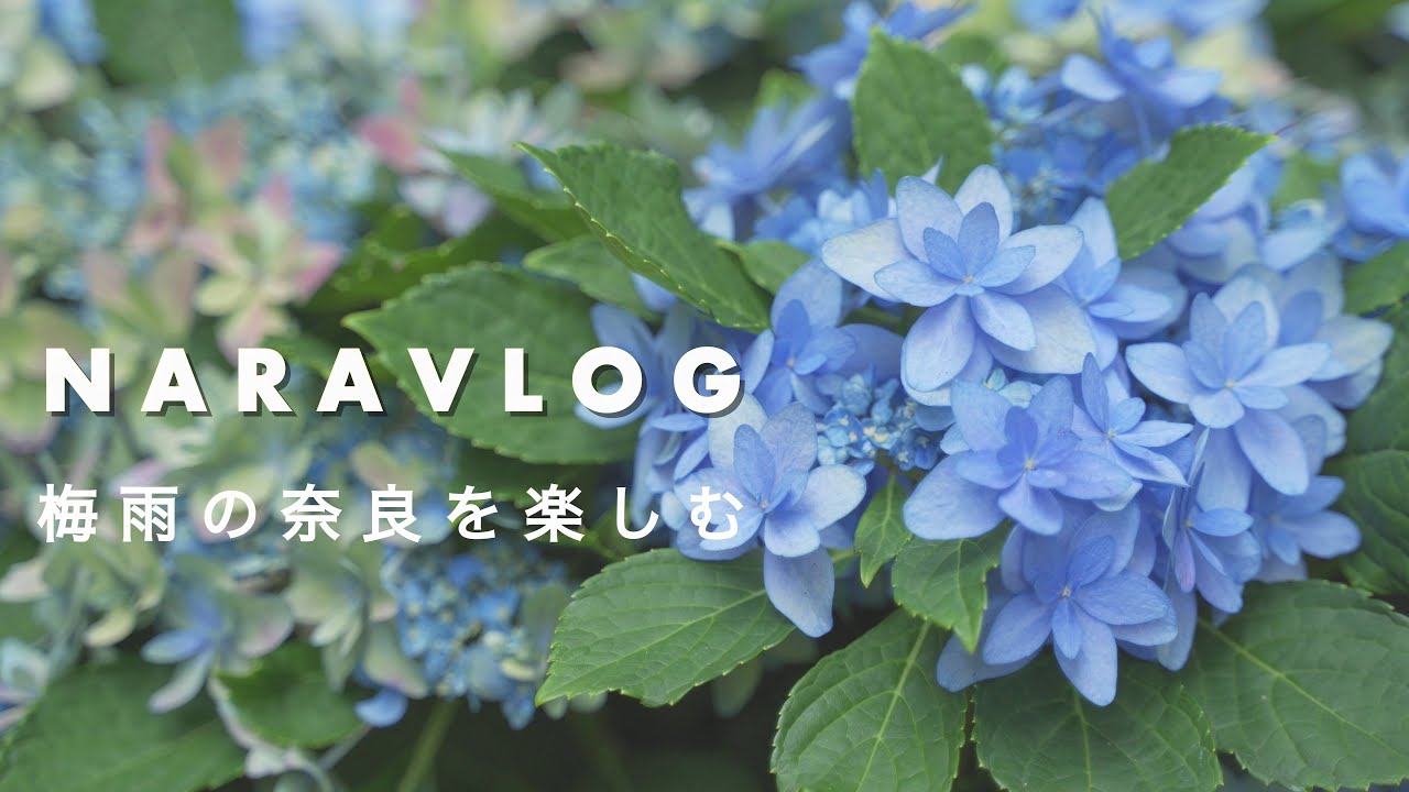 【奈良vlog】梅雨の奈良観光！｜紫陽花が有名なお寺へ｜奈良カフェ・ランチ紹介