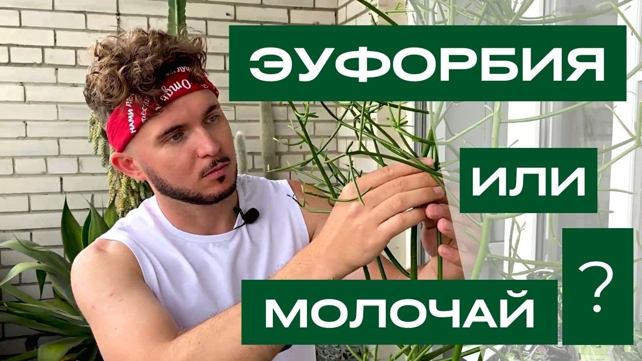 ПОПОЛНЕНИЕ КОЛЛЕКЦИИ, ЭУФОРБИЯ ТИРУКАЛЛИ