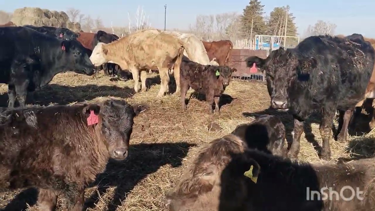 Запустили быка в стадо.