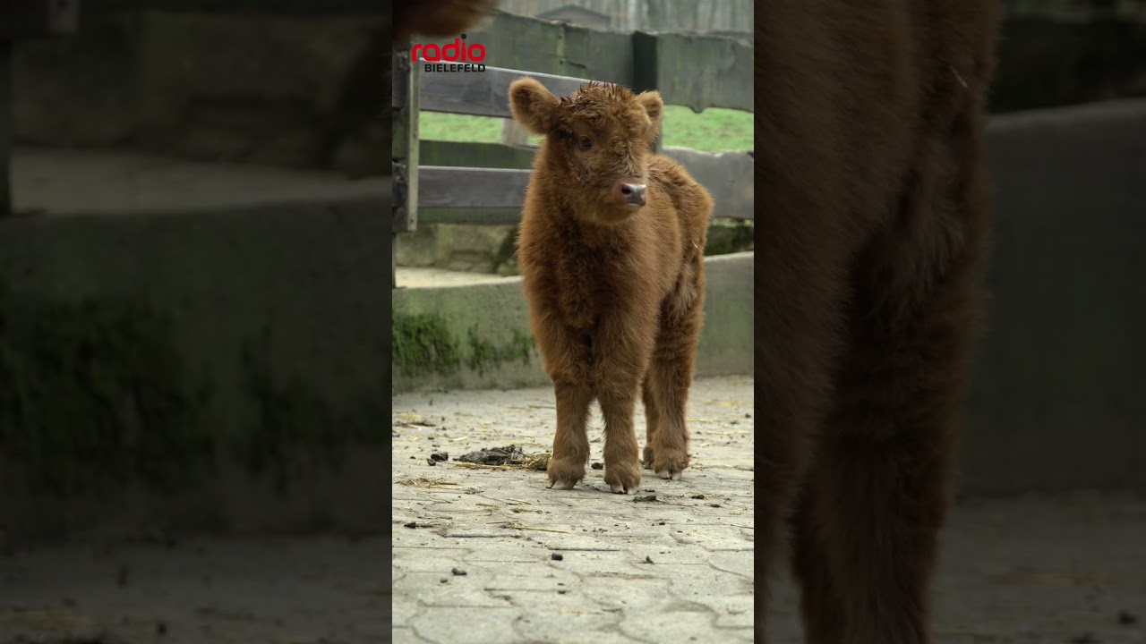 Nachwuchs im März 2024 bei den Hochlandrindern im Tierpark Bielefeld Olderdissen. 🥰