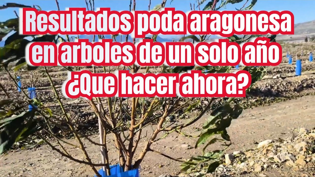 Resultados de poda aragonesa en arboles de un año. ¿ Que hacer ahora?