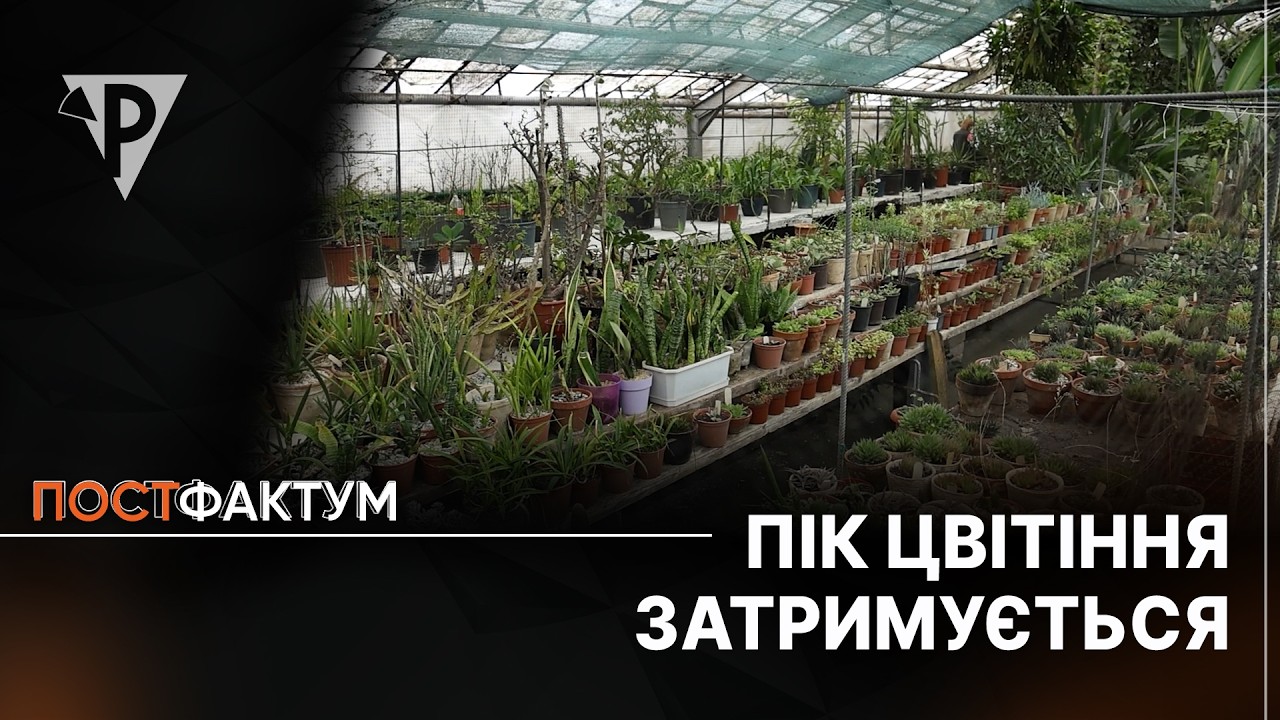 Пік цвітіння затримується: в оранжереї криворізького ботсаду чекають на сезон розквіту азалії