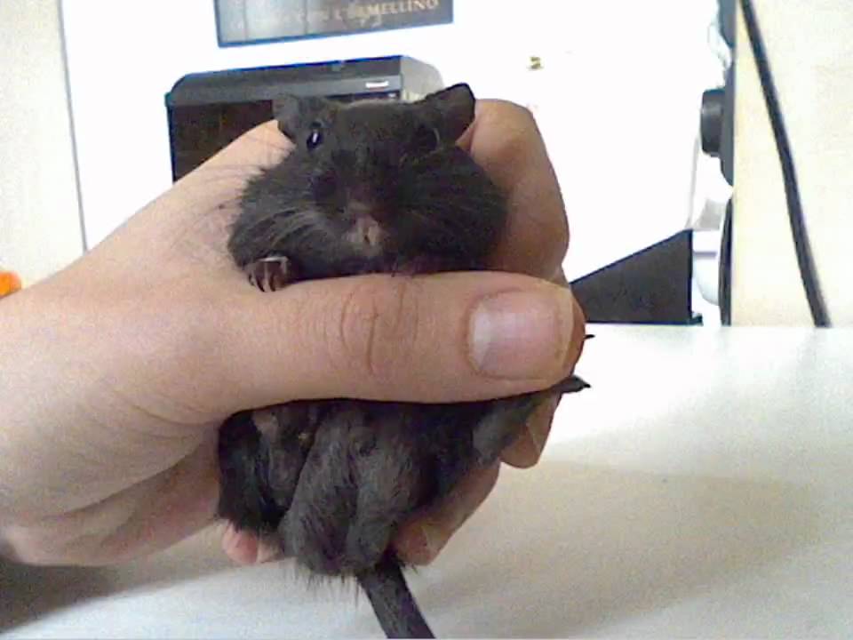 Black Gerbil