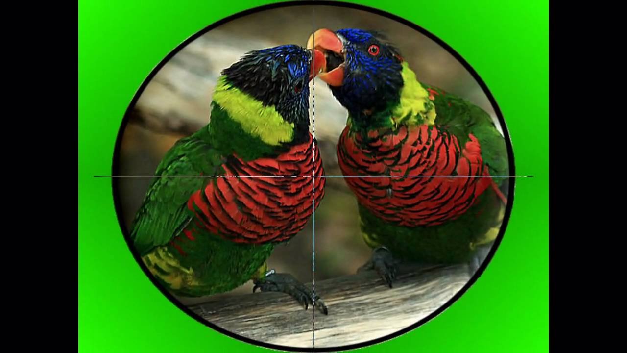 Tropische vogels