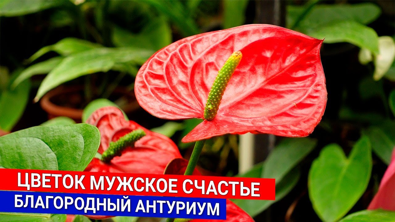 Цветок мужское счастье - благородный антуриум