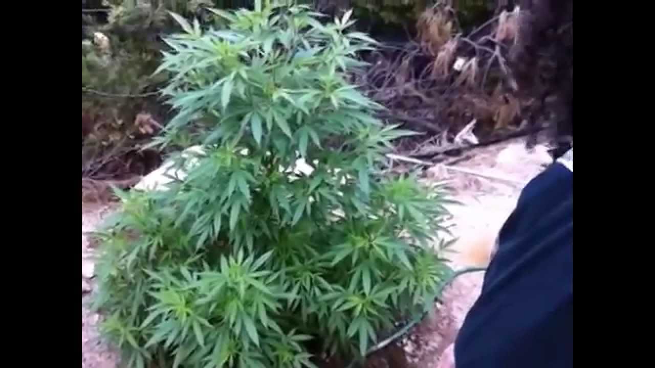 OUTDOOR GROW UPDATE. Blueberry, Kandy Kush, Purps, Pineapple/Purple Wreck, Girl Scout Cookie & more!
