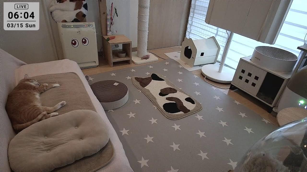 2026.3.15 ニャンコ部屋から生放送！〜猫らの寝相ウォッチング〜