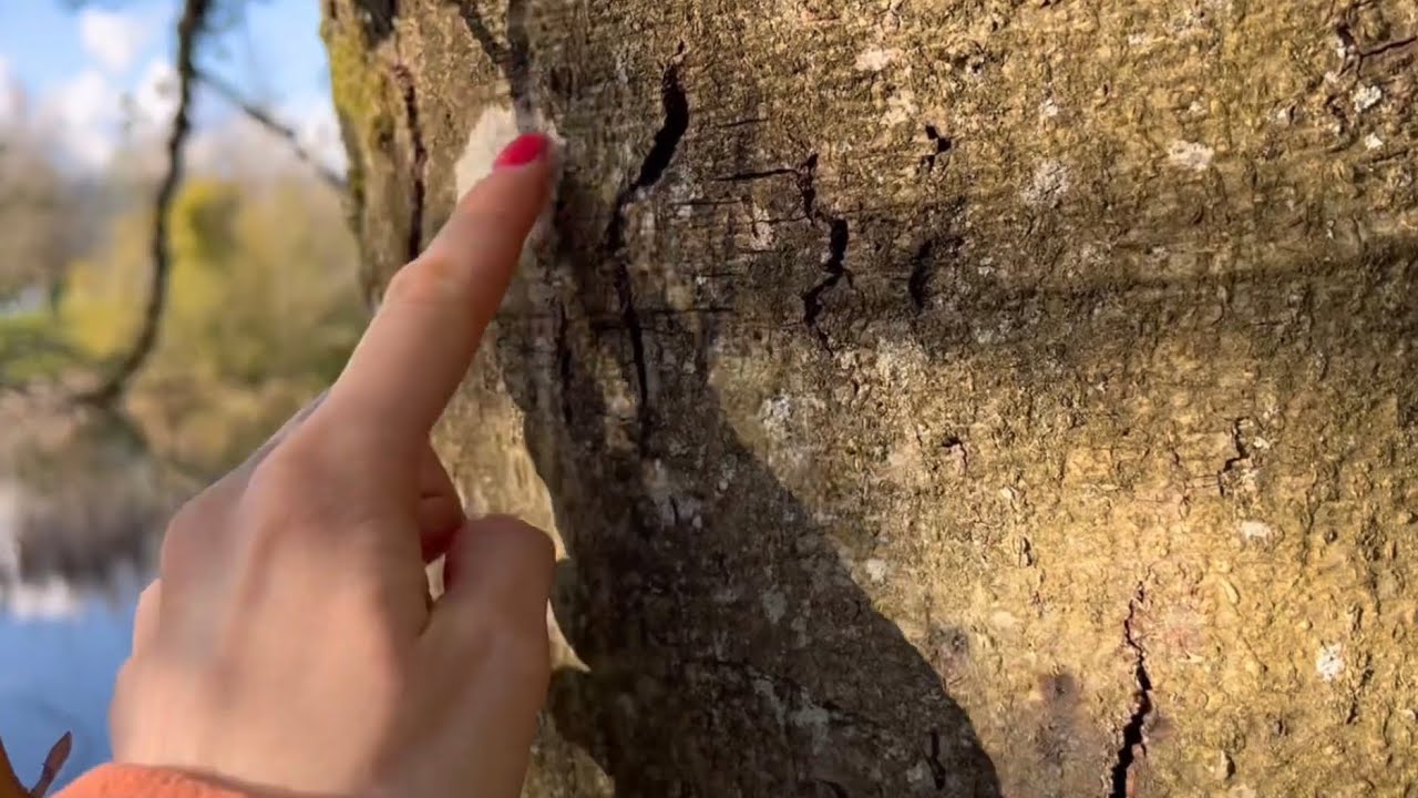 ASMR~relaxing scenery~tree bark tapping~scratching | pine cone crunching | lens tapping & tracing