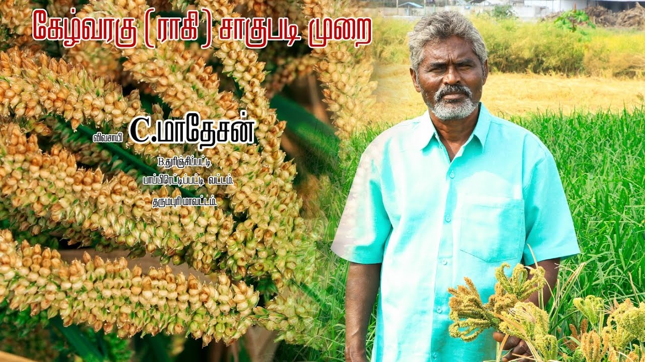 வாழைப்பூ கேழ்வரகு🌾 சாகுபடியில் மண்வளம் பெறுவதோடு அதிக லாபமும் பெறலாம் | மருந்து செலவும் குறைவு🌾🌾