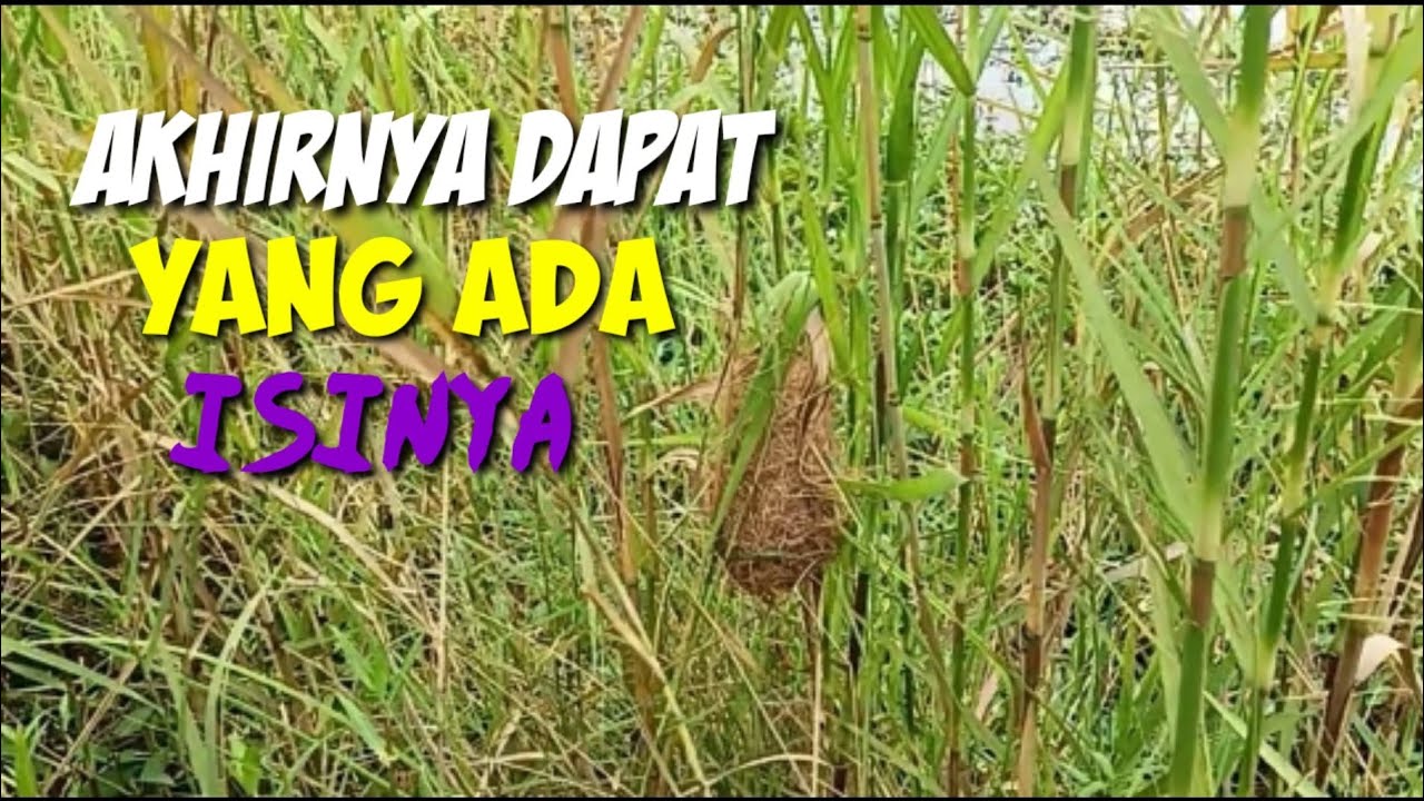 MENCARI SARANG BURUNG, DAPAT SARANG BURUNG CIBLEK SAWAH DI PINGGIR TAMBAK