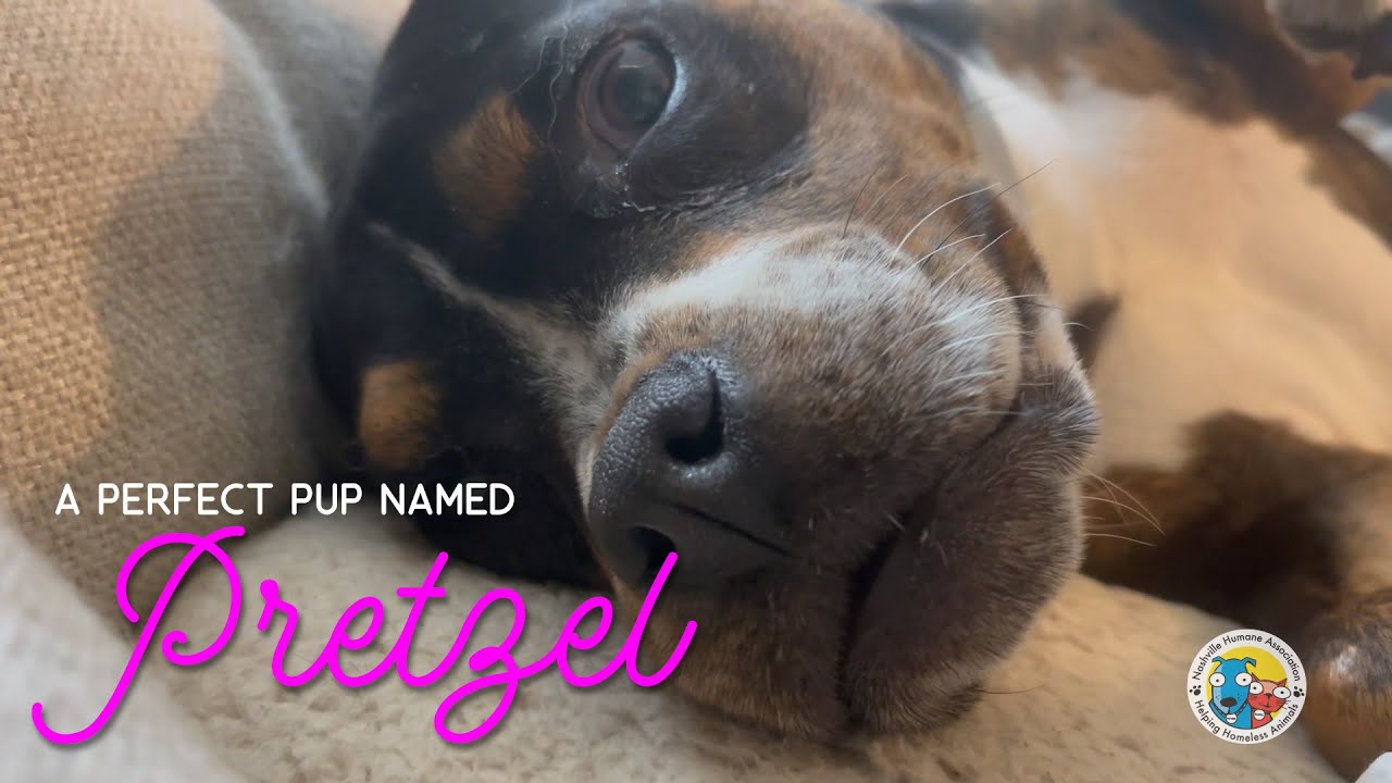 A Perfect Pup named Pretzel